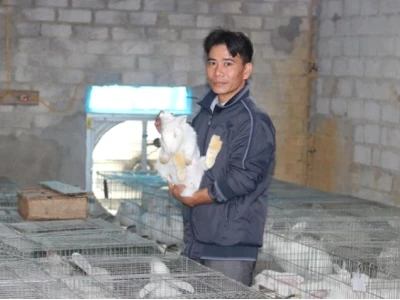 Thỏ Trắng Mắt Đỏ: Đặc Điểm, Nuôi Dưỡng Và Tại Sao Chúng Có Đôi Mắt Độc Đáo