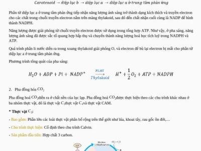 Thực vật C4 Được Phân Bố Như Thế Nào Trên Trái Đất