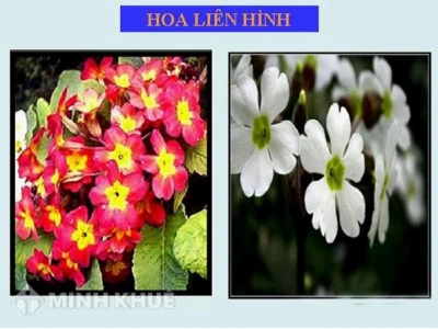 Thường biến là gì những biến đổi về kiểu gen và ý nghĩa trong di truyền học