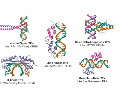 Transcription Factors: Vai trò và Cơ chế Hoạt động trong Điều hòa Gen
