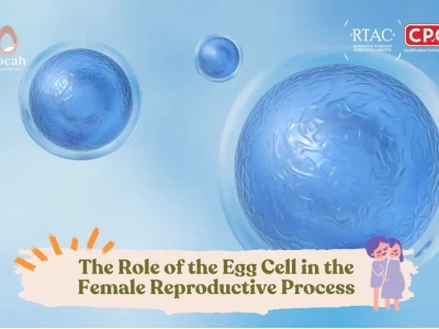 Trứng Rụng (Egg Cell): Giải Mã Vai Trò Sinh Học Và Chức Năng Quan Trọng
