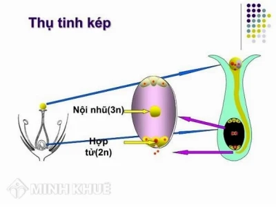 Tự thụ phấn ở thực vật có hoa là gì? Quy trình và ý nghĩa