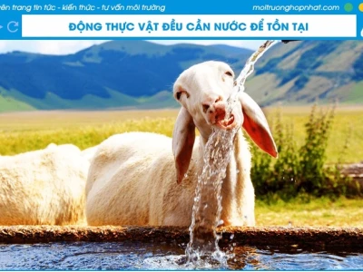 Vai trò thiết yếu của nước đối với thực vật