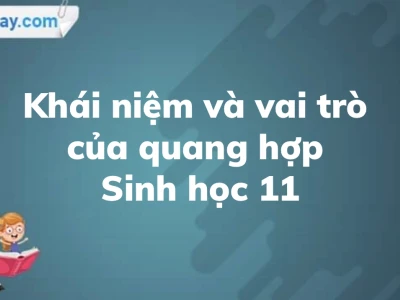 Vai trò thiết yếu của quang hợp đối với thực vật và sự sống