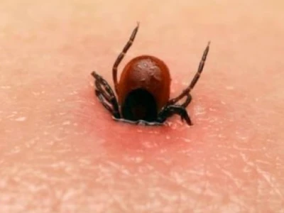 Ve chó có cắn người không những điều cần biết và cách xử lý