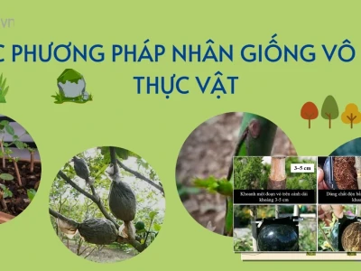 Các Phương Pháp Nhân Giống Vô Tính Thực Vật Giâm Chiết Ghép Hiệu Quả