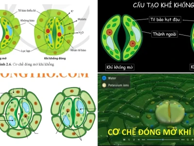 Cấu Tạo Khí Khổng Và Cơ Chế Đóng Mở Tối Ưu Hóa Quang Hợp