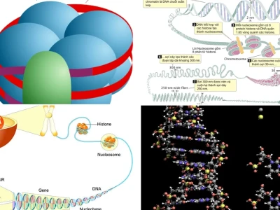 Cấu trúc Nucleosome và Cách ADN Cuộn Gói Trong Nhân Tế Bào