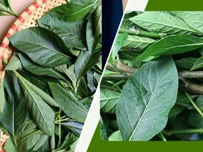 Cây Mật Gấu Hỗ Trợ Điều Trị Gan Công Dụng Tuyệt Vời