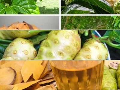 Cây Nhàu Hỗ Trợ Điều Trị Huyết Áp Cao Công Dụng Và Bài Thuốc
