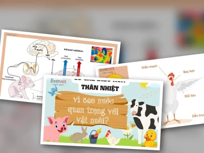 Cơ chế Duy trì Thân nhiệt Ổn định ở Chim và Thú Nuôi