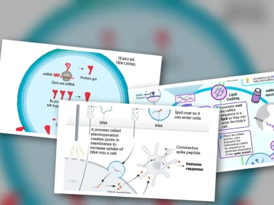 Cơ Chế Hoạt Động Của Vắc Xin mRNA Giải Mã Bí Ẩn Miễn Dịch