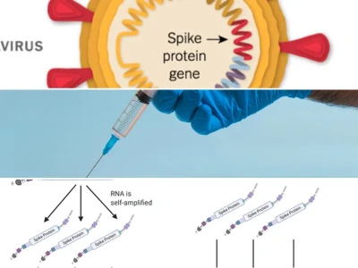 Cơ Chế Hoạt Động Của Vắc Xin mRNA Hiểu Rõ Từ Chuyên Gia