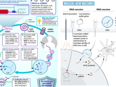 Cơ chế hoạt động vắc xin mRNA và những ứng dụng đột phá