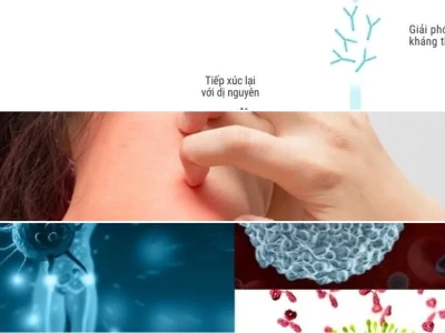 Cơ Chế Miễn Dịch Trong Dị Ứng Thức Ăn Hiểu Đúng Và Đủ
