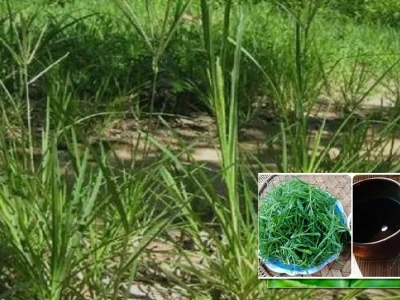 Cỏ Mần Trầu Thanh Nhiệt Hạ Sốt Giải Độc Gan Tăng Cường Chức Năng Thận