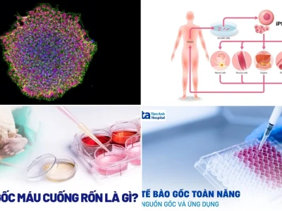 Công Nghệ Tế Bào Gốc Cảm Ứng IPSC Khám Phá Tiềm Năng