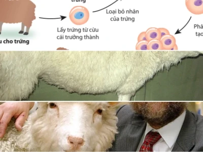 Cừu Dolly Nhân Bản Vô Tính Số Phận Những Bản Sao