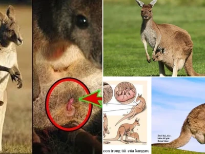 Đặc Điểm Sinh Sản Độc Đáo Của Kangaroo Thú Có Túi Úc