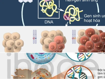 Di truyền học ung thư Vai trò của gen sinh ung và gen ức chế khối u