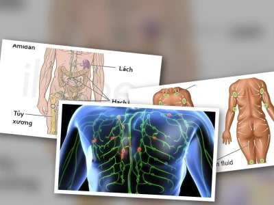 Hệ Bạch Huyết Dẫn Lưu Dịch Cơ Thể Vai Trò Quan Trọng