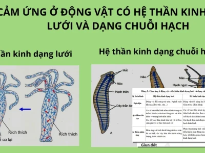 Hệ Thần Kinh Dạng Lưới Và Chuỗi Hạch Ở Động Vật