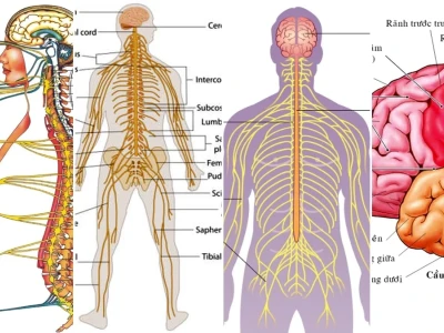 Hệ Thần Kinh Trung Ương Và Ngoại Biên Khác Nhau Thế Nào