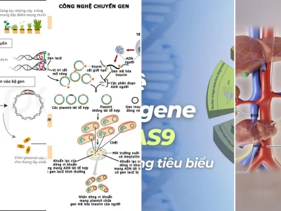 Kỹ Thuật Lai Ghép Gen Tạo Sinh Vật Biến Đổi Gen