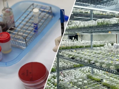 Kỹ thuật Nuôi cấy Tế bào trong Phòng thí nghiệm: Từ Lý thuyết đến Thực tiễn