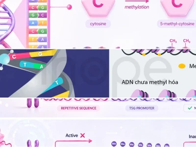 Methyl hóa ADN Điều Hòa Biểu Hiện Gen Và Vai Trò