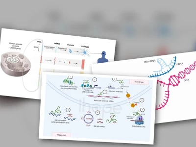 MicroRNA Điều Hòa Biểu Hiện Gen: Khám Phá Đằng Sau Giải Nobel Y Học 2014