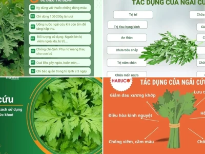 Ngải Cứu Công Dụng Và Cách Sử Dụng Trong Dân Gian