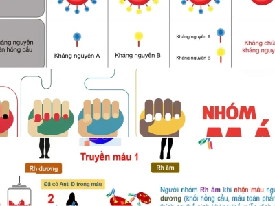 Nhóm máu ABO và yếu tố Rh Ý nghĩa quan trọng trong truyền máu