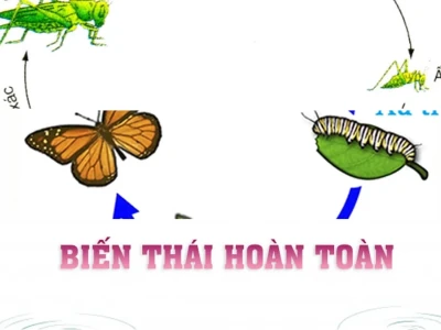 Phân biệt chu trình biến thái hoàn toàn và không hoàn toàn ở côn trùng