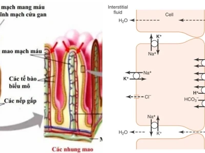 Quá Trình Hấp Thụ Dinh Dưỡng Ở Ruột Non Diễn Ra Như Thế Nào