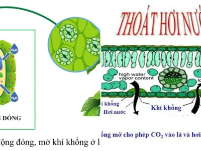 Quá trình thoát hơi nước qua lá và vai trò thiết yếu ở thực vật