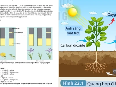 Quang Chu Kỳ và Cơ Chế Ra Hoa Của Thực Vật