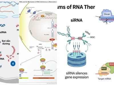 RNA Can Thiệp siRNA Cơ Chế Và Ứng Dụng Mở Ra Kỷ Nguyên Điều Trị Mới
