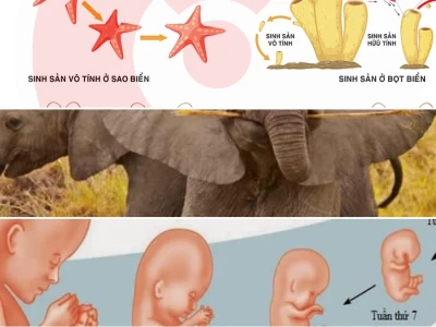 Sinh sản vô tính ở động vật bậc thấp Khái niệm và hình thức
