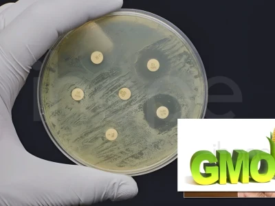 Sinh Vật Biến Đổi Gen GMO Lợi Ích Và Những Tranh Cãi Chưa Dừng