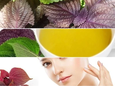 Tía Tô Giải Cảm Và Làm Đẹp Da Công Dụng Vượt Trội