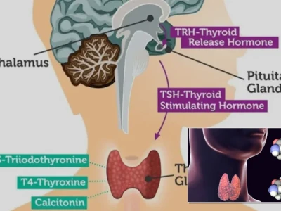 Tuyến Giáp và Hormone Thyroxine Điều Hòa Chuyển Hóa Cơ Thể