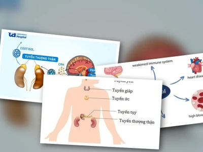 Tuyến Thượng Thận Và Cortisol Vai Trò Quan Trọng Trong Cơ Thể