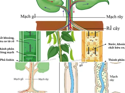 Vận chuyển chất hữu cơ qua mạch rây ở thực vật Chuyên sâu