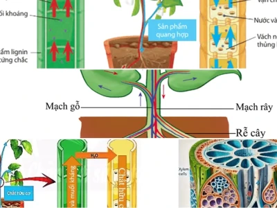 Vận Chuyển Nước Qua Mạch Gỗ Ở Thực Vật