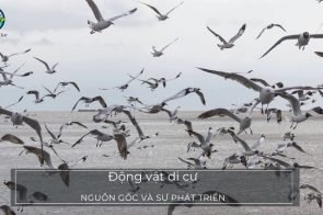 Động vật di cư – Các hình thức di cư và ý nghĩa sinh thái của việc di cư ở động vật