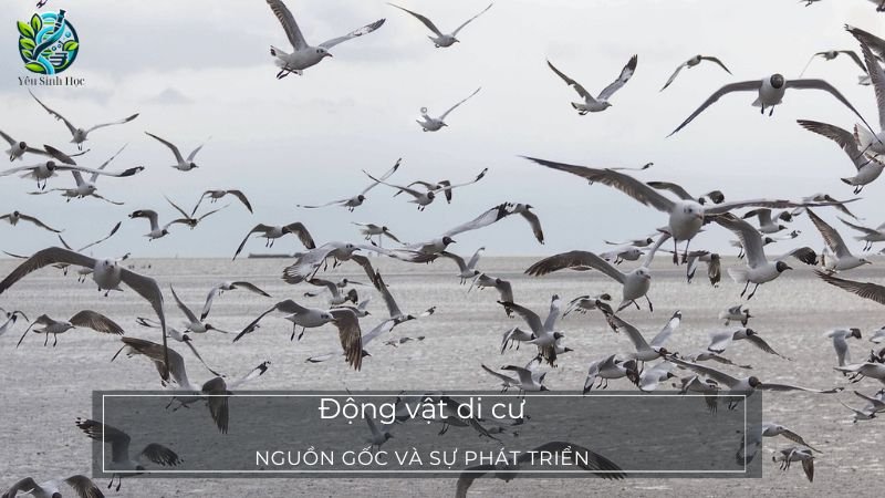 Thế nào là động vật di cư?