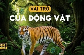 Vai trò của động vật đối với con người và môi trường