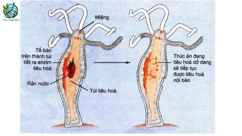 đặc điểm của động vật có túi tiêu hóa