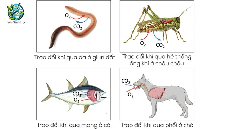 Một số ví dụ về hô hấp ở động vật